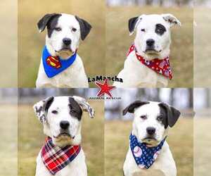 Labrenees Dogs for adoption in Unionville, PA, USA