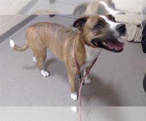Bullboxer Pit Dogs for adoption in Denver, CO, USA