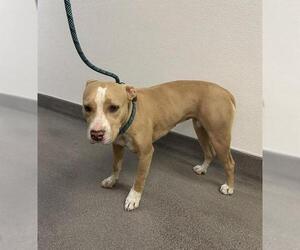 American Pit Bull Terrier Dogs for adoption in HESPERIA, CA, USA