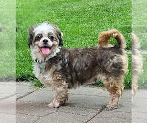 Shih Tzu Dogs for adoption in Sioux Falls, SD, USA