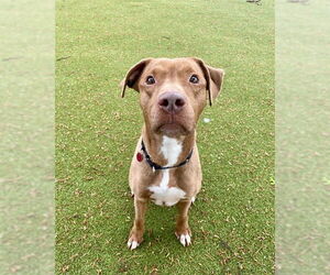 American Pit Bull Terrier-Labrador Retriever Mix Dogs for adoption in Boston, MA, USA