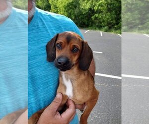 Mutt Dogs for adoption in Staunton, VA, USA