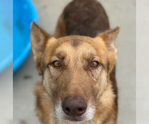German Shepherd Dog Dogs for adoption in Tulsa, OK, USA