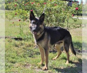 German Shepherd Dog Dogs for adoption in Holly Hill, SC, USA