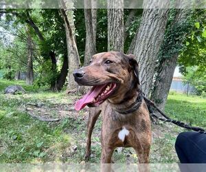 Catahoula Leopard Dog-Unknown Mix Dogs for adoption in Elmsford, NY, USA
