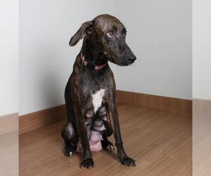 Plott Hound Dogs for adoption in Eden Prairie, MN, USA
