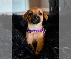 Chiweenie Dogs for adoption in OKLAHOMA CITY, OK, USA