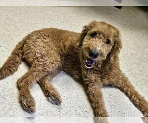 Goldendoodle Dogs for adoption in Tallahassee, FL, USA