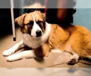 Saint Bernard-Unknown Mix Dogs for adoption in Houston, TX, USA
