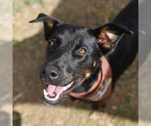 Rottweiler-Unknown Mix Dogs for adoption in San Antonio, TX, USA