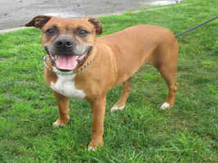 Boxer Dogs for adoption in Oakdale, CA, USA