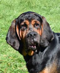 Bloodhound Dogs for adoption in Nashville, IN, USA