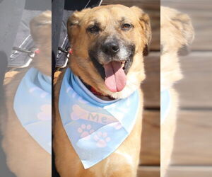 Mutt Dogs for adoption in Greenville, SC, USA