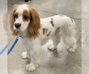 Cocker Spaniel Dogs for adoption in Batavia, OH, USA