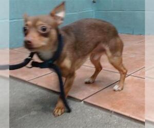 Chihuahua-Unknown Mix Dogs for adoption in Downey, CA, USA
