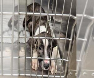 American Pit Bull Terrier Dogs for adoption in Decatur, IL, USA