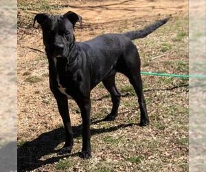 Mastiff-Unknown Mix Dogs for adoption in Denison, TX, USA