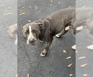 Mutt Dogs for adoption in Houston, TX, USA