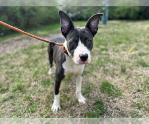 Staffordshire Bull Terrier Dogs for adoption in Louisville, KY, USA