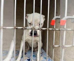 American Pit Bull Terrier-Unknown Mix Dogs for adoption in Oklahoma City, OK, USA