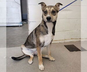 Beagle-Unknown Mix Dogs for adoption in San Bernardino, CA, USA