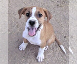 Bea-Tzu Dogs for adoption in San Tan Valley, AZ, USA