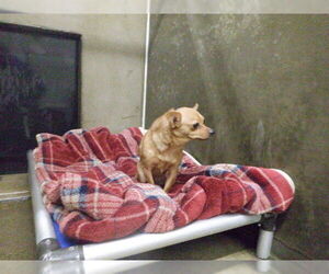 Chihuahua-Unknown Mix Dogs for adoption in Oroville, CA, USA