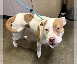 American Bulldog-Unknown Mix Dogs for adoption in Rockwall, TX, USA