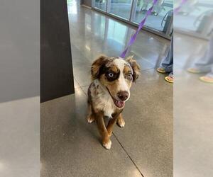 Australian Shepherd Dogs for adoption in San Martin, CA, USA