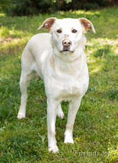 Small Labrador Retriever Mix