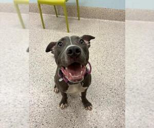 Mutt Dogs for adoption in Brighton, CO, USA