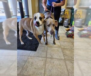 Weimaraner Dogs for adoption in Norfolk, VA, USA