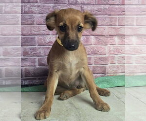 Chihuahua-Unknown Mix Dogs for adoption in Lakewood, CO, USA