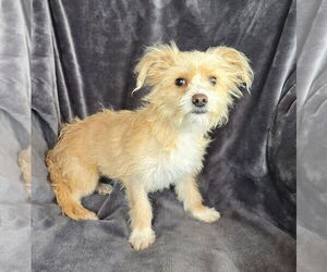 ShihPoo Dogs for adoption in Albuquerque, NM, USA