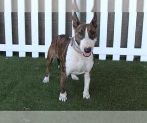 Bull Terrier Dogs for adoption in Modesto, CA, USA