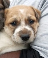 Medium Photo #1 Australian Shepherd Puppy For Sale in Rockaway, NJ, USA