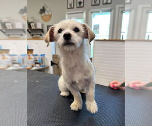 Mutt Dogs for adoption in San Diego, CA, USA