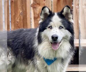 Alaskan Malamute Dogs for adoption in Pacific Grove, CA, USA