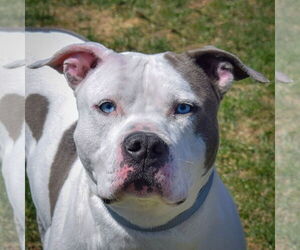 American Bulldog-American Staffordshire Terrier Mix Dogs for adoption in Huntley, IL, USA