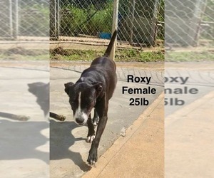 Chihuahua-Retriever  Mix Dogs for adoption in Virginia Beach, VA, USA