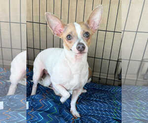 Rat-Cha Dogs for adoption in Oakhurst, NJ, USA