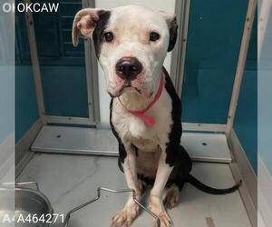American Pit Bull Terrier-Unknown Mix Dogs for adoption in Oklahoma City, OK, USA