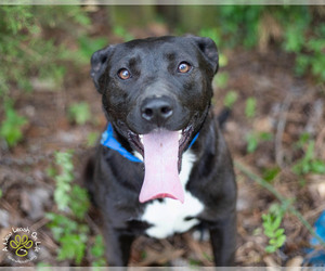 Labrador Retriever-Unknown Mix Dogs for adoption in Brownsboro, AL, USA