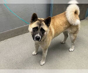 Akita-Unknown Mix Dogs for adoption in Las Vegas, NV, USA