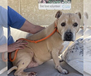 Mutt Dogs for adoption in Camarillo, CA, USA