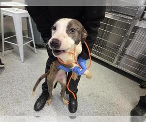 Mutt Dogs for adoption in Houston, TX, USA