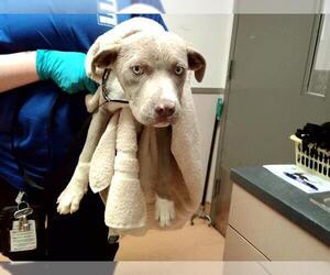 American Pit Bull Terrier Dogs for adoption in Martinez, CA, USA