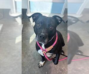 Labrador Retriever-Unknown Mix Dogs for adoption in Tavares, FL, USA