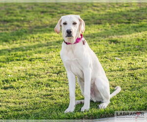 Labrador Retriever-Unknown Mix Dogs for adoption in Clovis, CA, USA