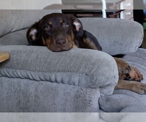 Black and Tan Coonhound-Unknown Mix Dogs for adoption in pomfret, CT, USA